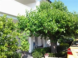 Appartamenti Mirko